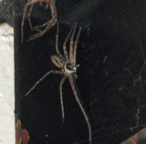 mega-spider-(2)